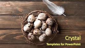 Presentation with quail bird - Colorful slide deck enhanced with quail eggs in bird nest backdrop and a  colored foreground