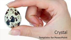  Presentation with quail - Cool new presentation design with quail eggs in hand isolated backdrop and a  colored foreground