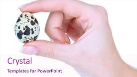  Presentation with quail - Presentation design enhanced with quail eggs in hand isolated on white background and a lemonade colored foreground