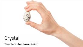  Presentation with quail - Colorful slides enhanced with quail eggs in hand isolated backdrop and a  colored foreground