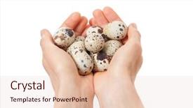  Presentation with quail - Amazing presentation theme having quail eggs in hands isolated on white background backdrop and a lemonade colored foreground