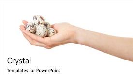  Presentation with quail - Beautiful presentation featuring quail eggs in hands isolated on white background backdrop and a white colored foreground