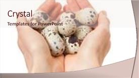  Presentation with quail - Presentation theme with quail eggs in hands isolated on white background background and a lemonade colored foreground