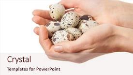  Presentation with quail - Audience pleasing presentation design consisting of quail eggs in hands isolated on white background backdrop and a lemonade colored foreground