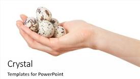  Presentation with quail - Slide set enhanced with quail eggs in hands isolated on white background background and a white colored foreground