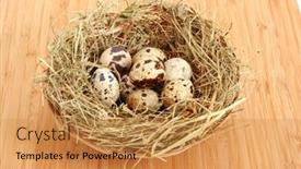  Presentation with quail - Cool new PPT theme with quail eggs in hay on wooden surface backdrop and a gold colored foreground