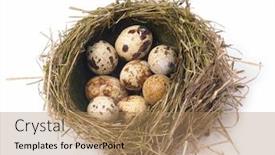  Presentation with quail - Theme consisting of quail eggs in nest isolated on white background background and a coral colored foreground