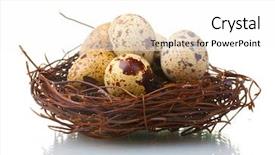  Presentation with bird eggs - Audience pleasing slides consisting of unhappy teenage woman holding pregnancy backdrop and a dark gray colored foreground