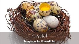  Presentation with quail - PPT theme enhanced with quail eggs in nest isolated on white background and a tawny brown colored foreground