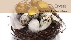  Presentation with quail - PPT theme featuring quail eggs in nest isolated on white background and a yellow colored foreground