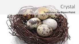  Presentation with quail - Cool new presentation theme with quail eggs in nest isolated on white backdrop and a white colored foreground