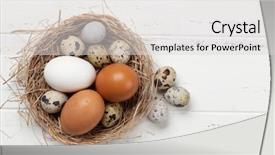  Presentation with hen - Colorful presentation design enhanced with quail eggs in nest backdrop and a light gray colored foreground