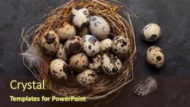  Presentation with quail - Audience pleasing slides consisting of quail-eggs-in-nest backdrop and a tawny brown colored foreground