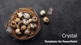  Presentation with quail - Slide set consisting of quail-eggs-in-nest background and a dark gray colored foreground