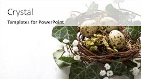  Presentation with quail - Theme having quail-eggs-in-nest background and a white colored foreground