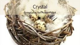  Presentation with quail - Amazing theme having quail eggs in nest backdrop and a lemonade colored foreground