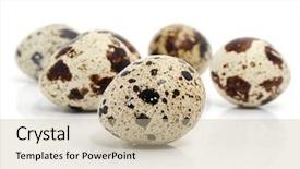  Presentation with scroll paper isolated on white - Presentation theme having quail eggs isolated on white background and a soft green colored foreground
