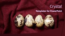  Presentation with tablecloth - PPT layouts with quail-eggs-on-a-garnet background and a wine colored foreground