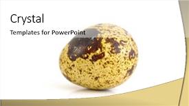 Presentation with quail - Audience pleasing PPT layouts consisting of quail eggs on the white backdrop and a white colored foreground