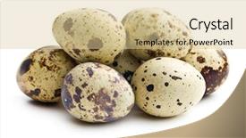  Presentation with quail - Audience pleasing slide set consisting of quail eggs on white background backdrop and a  colored foreground