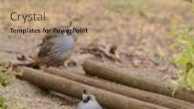  Presentation with quail - Slide deck having quail in search of food background and a coral colored foreground