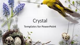  Presentation with quail bird - Beautiful presentation theme featuring quail nest with eggs bird backdrop and a sky blue colored foreground