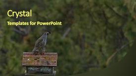  Presentation with quail bird - Slide deck featuring quail sitting on a bird background and a tawny brown colored foreground