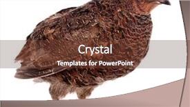  Presentation with quail - PPT layouts having quail background and a tawny brown colored foreground