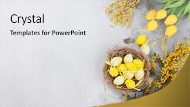  Presentation with quail bird - Amazing PPT theme having quails eggs in nest backdrop and a white colored foreground