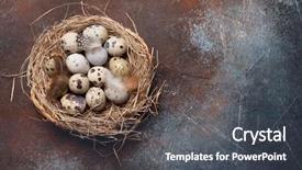  Presentation with quail - Audience pleasing slide set consisting of quails eggs in nest backdrop and a dark gray colored foreground