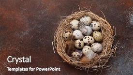  Presentation with quail - PPT theme having quails eggs in nest background and a tawny brown colored foreground