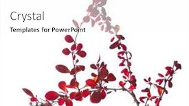  Presentation with barberry - PPT theme consisting of quaint-twig-of-berberis-thunbergii background and a  colored foreground