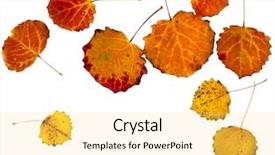  Presentation with autumn leaves - Audience pleasing PPT theme consisting of quake - colorful autumn aspen leaves isolated backdrop and a yellow colored foreground