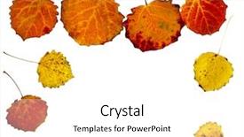  Presentation with quake - Slide deck consisting of quake - colorful autumnal aspen leaves isolated background and a white colored foreground