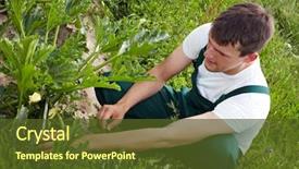  Presentation with organic - Audience pleasing theme consisting of quality control - organic farmer checking ripeness backdrop and a tawny brown colored foreground