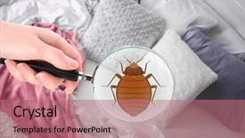  Presentation with magnifying glass - Colorful slides enhanced with quality control - woman with magnifying glass detecting backdrop and a coral colored foreground