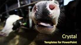  Presentation with dairy cow - Theme featuring stables of dairy and milk background and a wine colored foreground