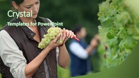  Presentation with work quality - Slide deck having quality work life - winemaker with bunch of grapes background and a tawny brown colored foreground