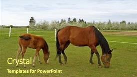  Presentation with foal - Presentation design having quarter horse mare and foal background and a  colored foreground