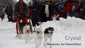  Presentation with dog sled - Amazing PPT theme having quebec-city-canada-january-31 backdrop and a light gray colored foreground
