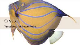  Presentation with animal pets on white - Cool new presentation design with queen angel fish - bluering angelfish isolated on white backdrop and a coral colored foreground