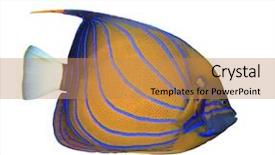  Presentation with angel - Presentation with queen angel fish - bluering angelfish isolated on white background and a coral colored foreground