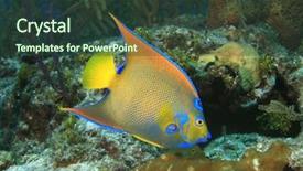  Presentation with queen esther - PPT theme having queen angelfish background and a tawny brown colored foreground