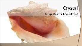  Presentation with queen - Beautiful PPT theme featuring queen conch isolated on white backdrop and a sky blue colored foreground