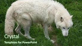  Presentation with arctic wolf canis lupus arctos - Presentation having arctic wolf canis lupus arctos background and a tawny brown colored foreground