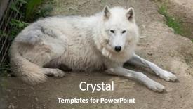  Presentation with arctic wolf canis lupus arctos - Cool new presentation theme with arctic wolf canis lupus arctos backdrop and a gray colored foreground
