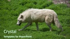  Presentation with arctic wolf canis lupus arctos - Colorful PPT theme enhanced with arctic wolf canis lupus arctos backdrop and a tawny brown colored foreground