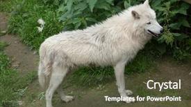  Presentation with arctic wolf canis lupus arctos - Presentation design having arctic wolf canis lupus arctos background and a tawny brown colored foreground