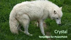  Presentation with arctic wolf canis lupus arctos - Audience pleasing PPT theme consisting of arctic wolf canis lupus arctos backdrop and a tawny brown colored foreground