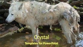  Presentation with arctic wolf canis lupus arctos - Audience pleasing PPT theme consisting of arctic wolf canis lupus arctos backdrop and a tawny brown colored foreground